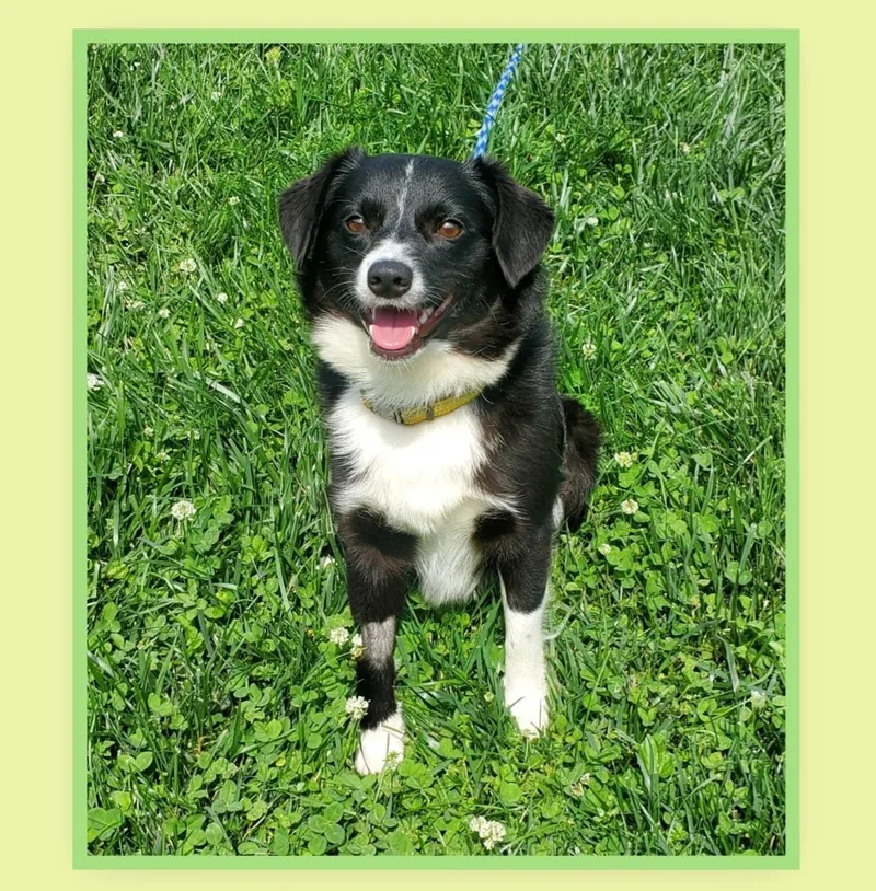 A young small-sized male Black Border Collie dog named Martin for adoption in Franklin, IN