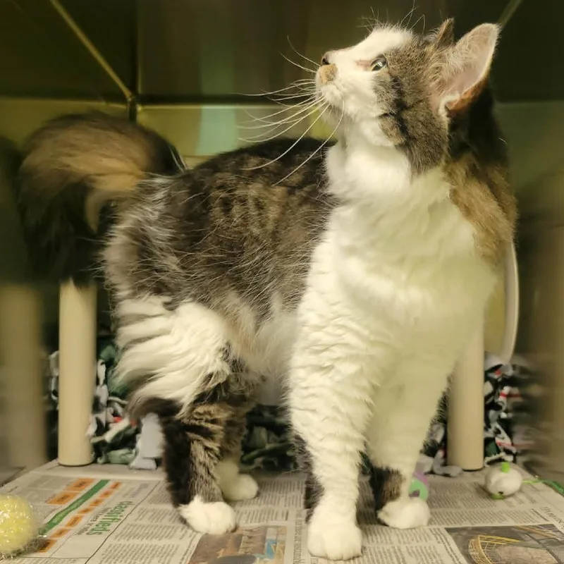 An adult medium-sized female Brown / Chocolate Domestic Long Hair cat named Jinny for adoption in Columbia, MO