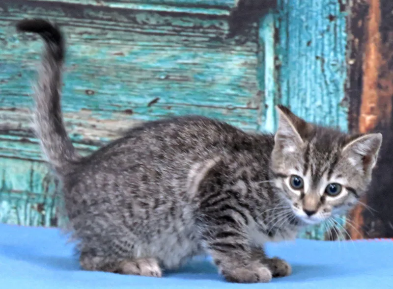 A baby medium-sized female Tabby (Brown / Chocolate) Domestic Short Hair cat named Music for adoption in Lexington, VA