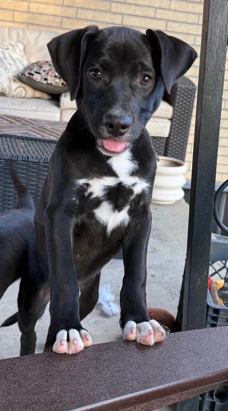 Pawffle