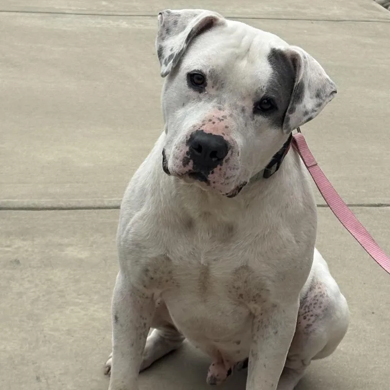 A young large-sized male White / Cream American Bulldog dog named Koa for adoption in Marshall, TX