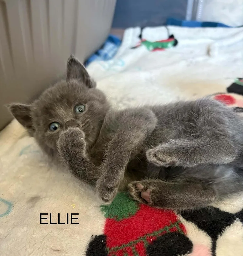 A baby medium-sized female Domestic Short Hair cat named Ellie for adoption in Westfield, MA