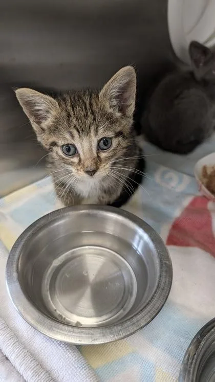A baby small-sized female Domestic Short Hair cat named Saki for adoption in Independence, MO