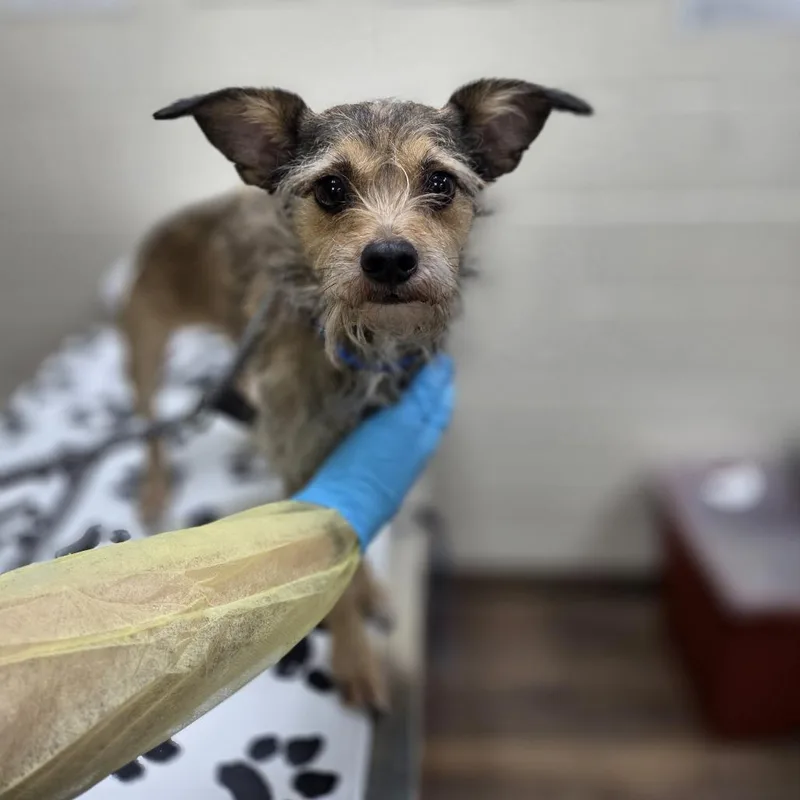 An adult small-sized male Yellow / Tan / Blond / Fawn Wirehaired Terrier dog named Osito for adoption in Incline Village, NV