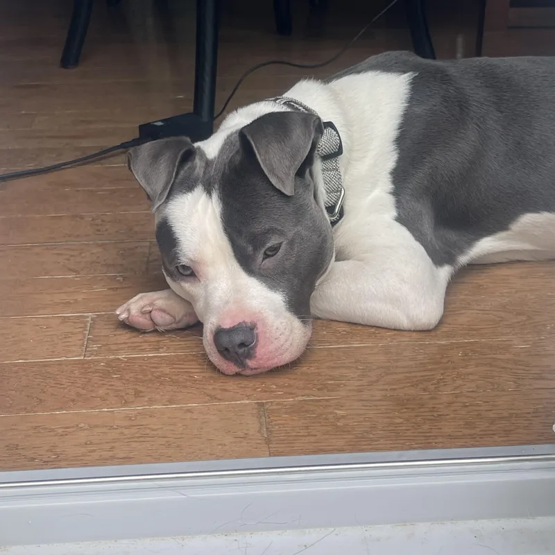 A young medium-sized male Gray / Blue / Silver Pit Bull Terrier dog named Riley for adoption in Livonia, MI
