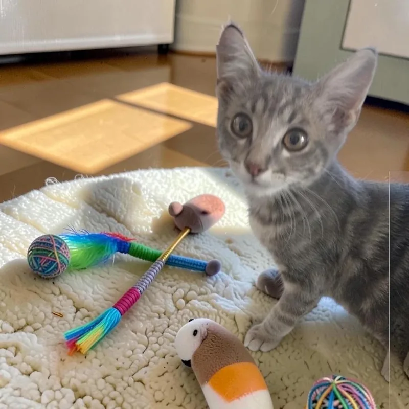 A baby small-sized female Gray / Blue / Silver Domestic Short Hair cat named Misty for adoption in San Diego, CA