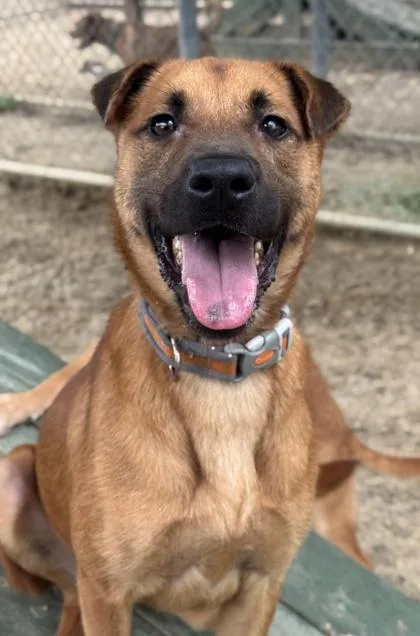 A young small-sized male Shepherd dog named Funnel Cake for adoption in San Antonio, TX