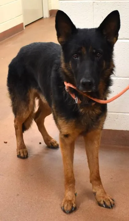 An adult large-sized male German Shepherd Dog dog named Tobias for adoption in Spanish Fork, UT
