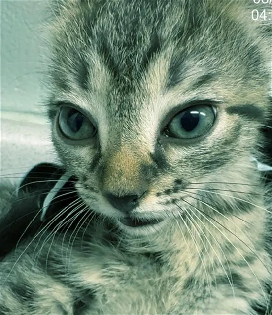 A baby small-sized female Domestic Short Hair cat named Sapphire for adoption in Augusta, GA