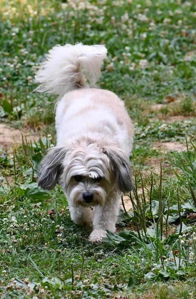 Hazel
