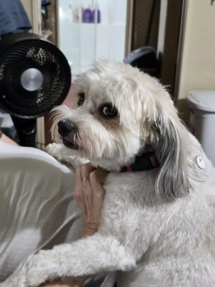 Hazel thumbnail 5