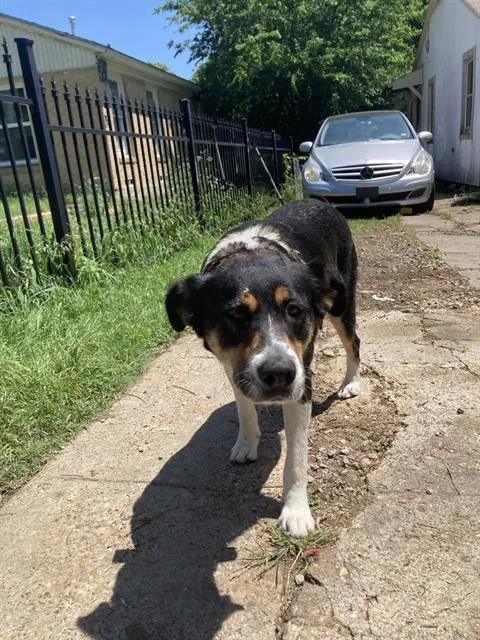 An adult large-sized female Mixed Breed dog named Galleria for adoption in Dallas, TX