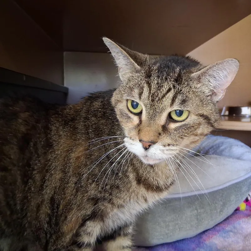 A senior medium-sized female Domestic Medium Hair cat named Jax for adoption in Middlebury, VT
