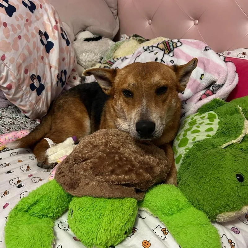 An adult medium-sized male Brown / Chocolate Shepherd dog named Reagan for adoption in Spring, TX
