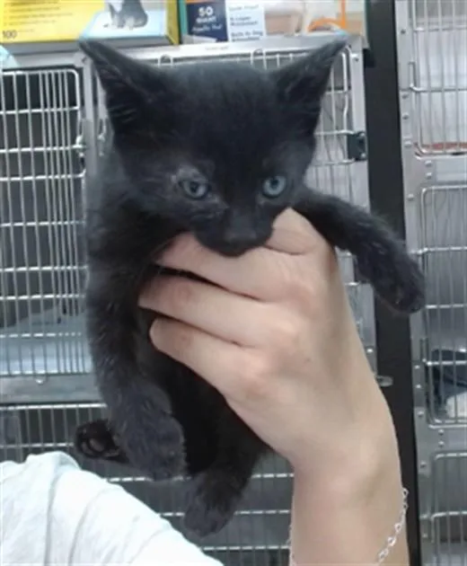 A baby small-sized male Domestic Medium Hair cat named Levi for adoption in Salinas, CA