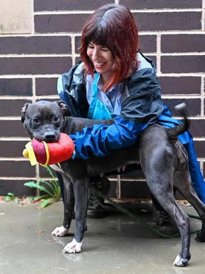 An adult large-sized female Mixed Breed dog named Fireworks for adoption in Chamblee, GA