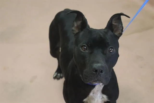 An adult small-sized female Mixed Breed dog named Beth for adoption in Columbia, SC