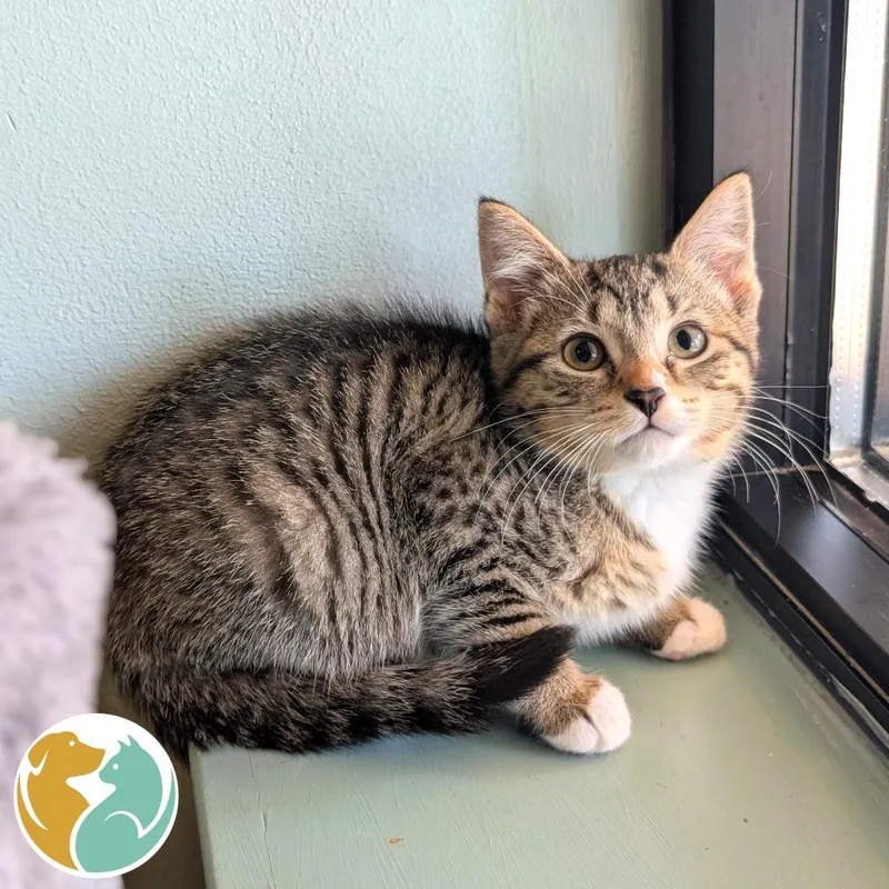 A baby small-sized female Brown / Chocolate Domestic Short Hair cat named Biscuit for adoption in Toledo, OH