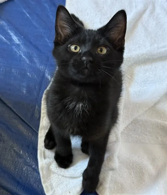 A baby small-sized male Domestic Short Hair cat named Snap for adoption in Sacramento, CA
