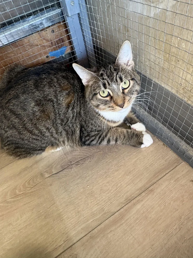 A young medium-sized male Domestic Short Hair cat named Blake for adoption in Massapequa, NY