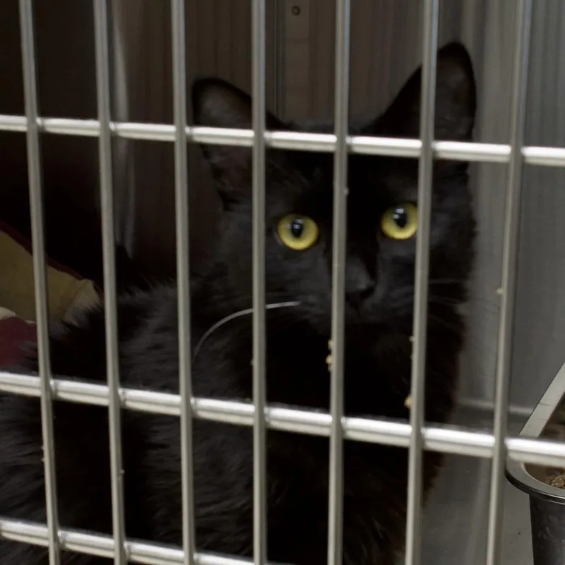 A young medium-sized female Domestic Medium Hair cat named Angel for adoption in East Smithfield , PA