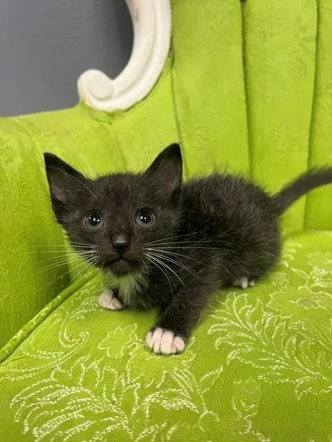 Panther thumbnail 3
