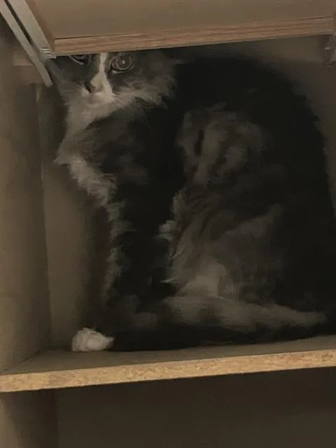 An adult small-sized male Domestic Short Hair cat named Stormy for adoption in Dallas, TX