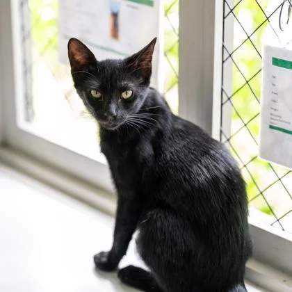 A baby small-sized female Domestic Short Hair cat named Erica for adoption in Honolulu, HI
