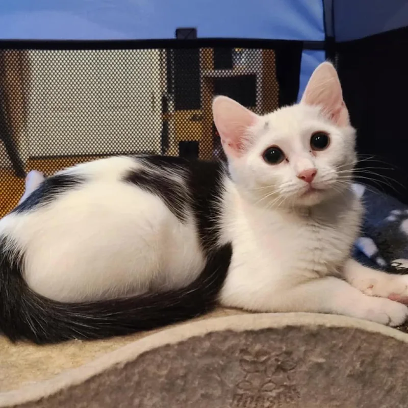 A baby small-sized female White American Shorthair cat named Honey for adoption in Oceanside, NY