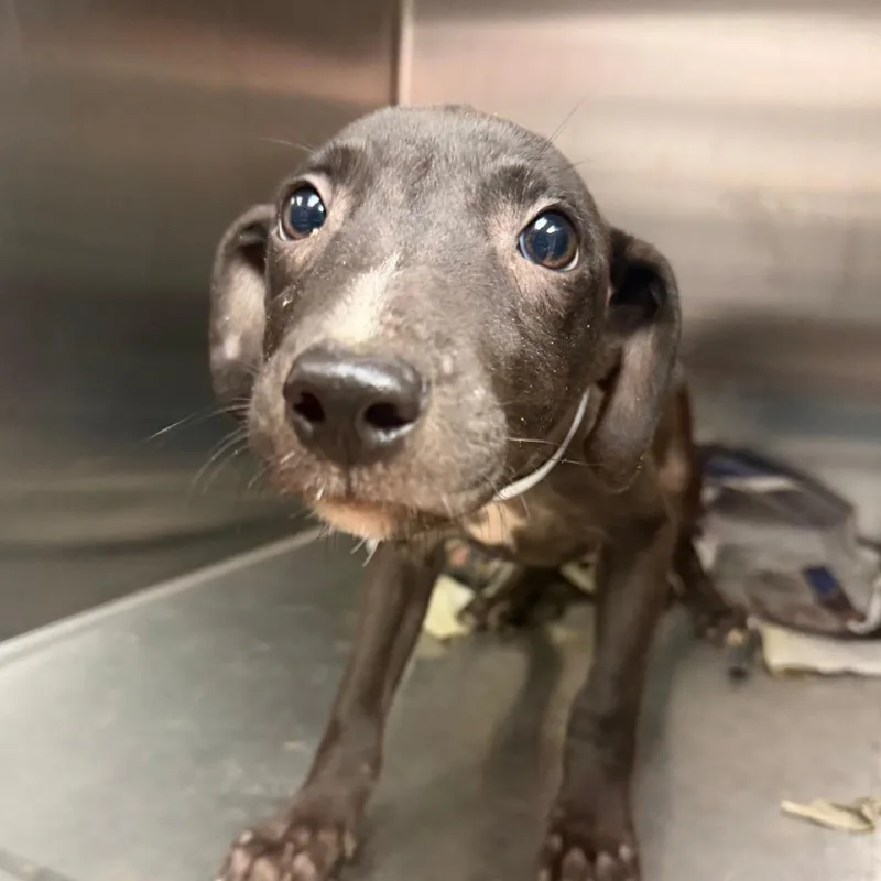 A baby medium-sized male Black Mixed Breed dog named Opal for adoption in Springboro, OH