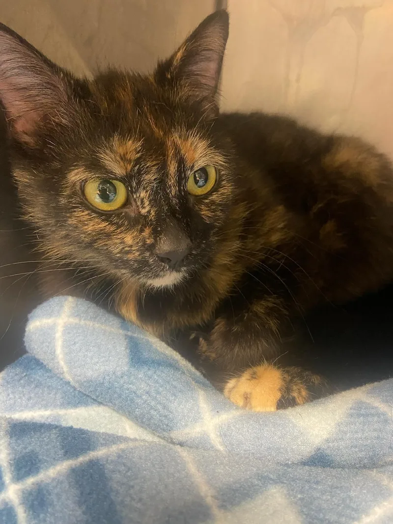 An adult medium-sized female Tortoiseshell Domestic Short Hair cat named Angel for adoption in Hazleton, IA