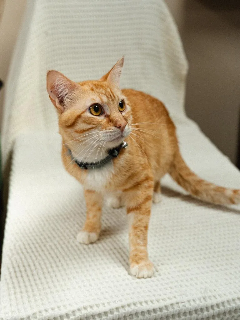 A young medium-sized male Domestic Short Hair cat named Zeus for adoption in Mocksville, NC