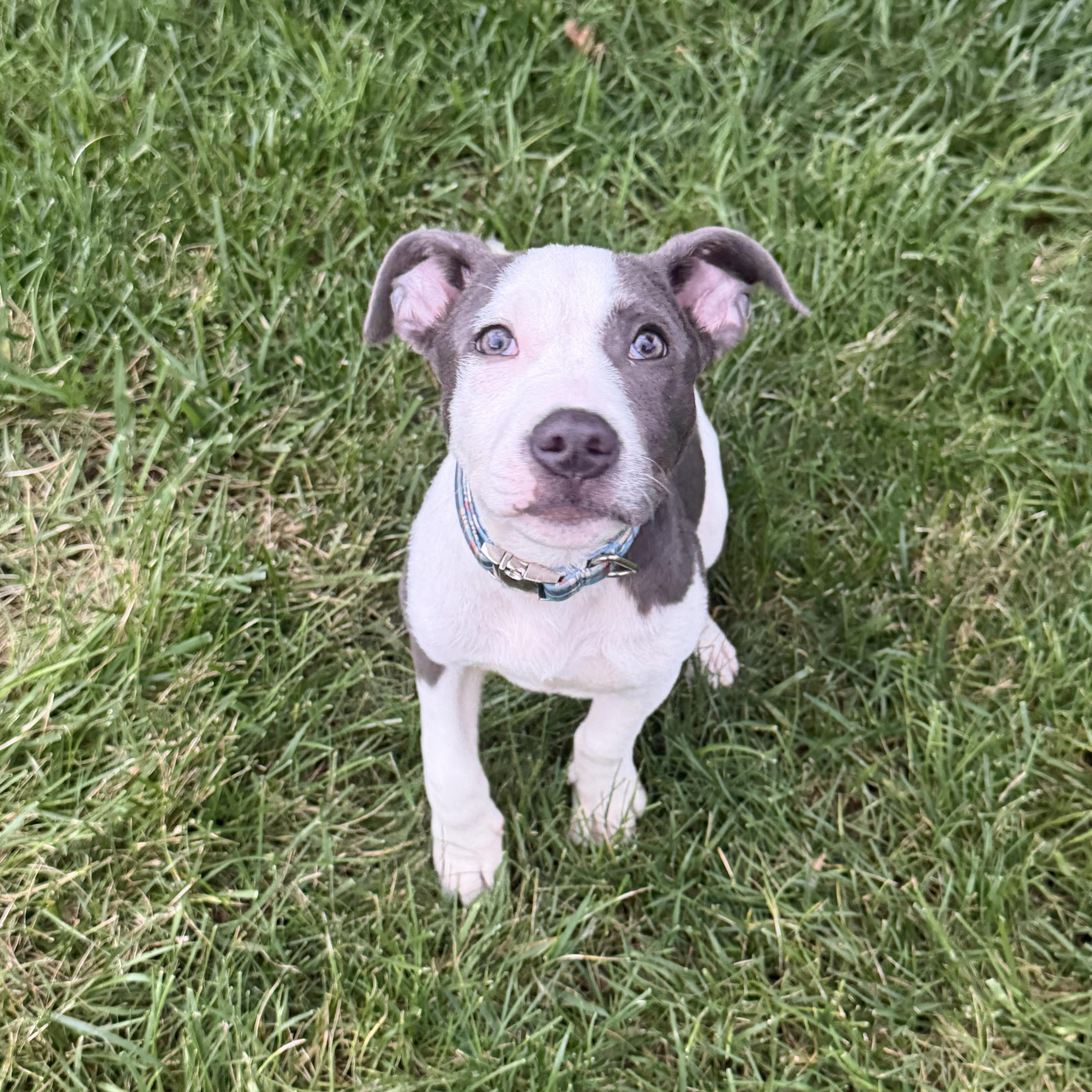 A young medium-sized male Gray / Blue / Silver Pit Bull Terrier dog named Atlas for adoption in Fredericksburg, VA