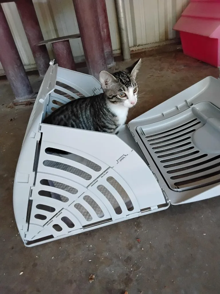 A young small-sized male Domestic Short Hair cat named Rice Cake for adoption in Ada, OK