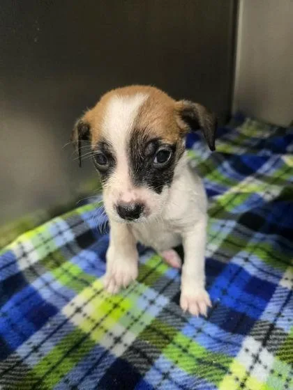 A young small-sized male Mixed Breed dog named Spook for adoption in Sullivan, IN