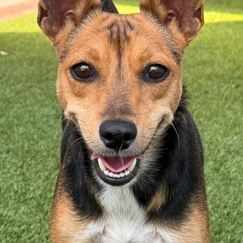 Lassie  With The thumbnail 3