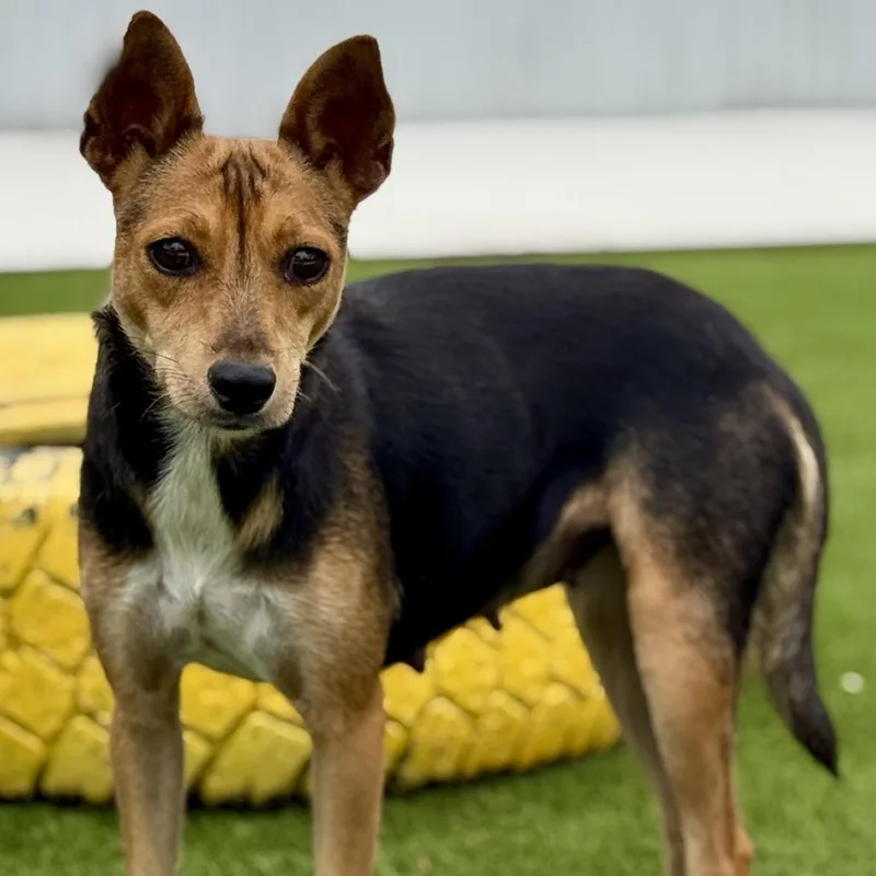 A young small-sized female Tricolor (Brown, Black, & White) Chihuahua dog named Lassie  With The for adoption in Hondo, TX
