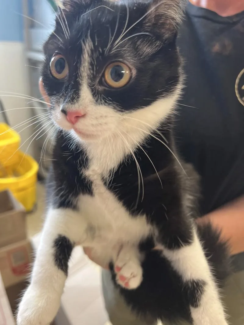 An adult medium-sized female Black Domestic Short Hair cat named Yogi for adoption in Supply, NC
