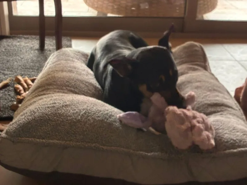 An adult medium-sized female Shepherd dog named Princess for adoption in Southlake, TX