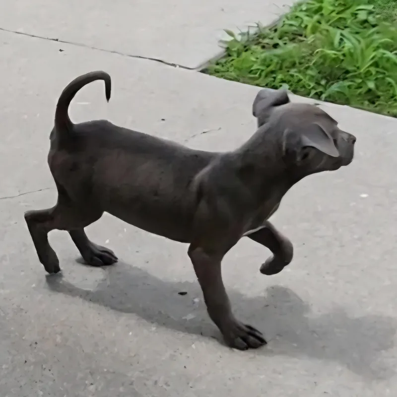 A baby medium-sized female Gray / Blue / Silver Pit Bull Terrier dog named Poppy for adoption in Rockdale, TX
