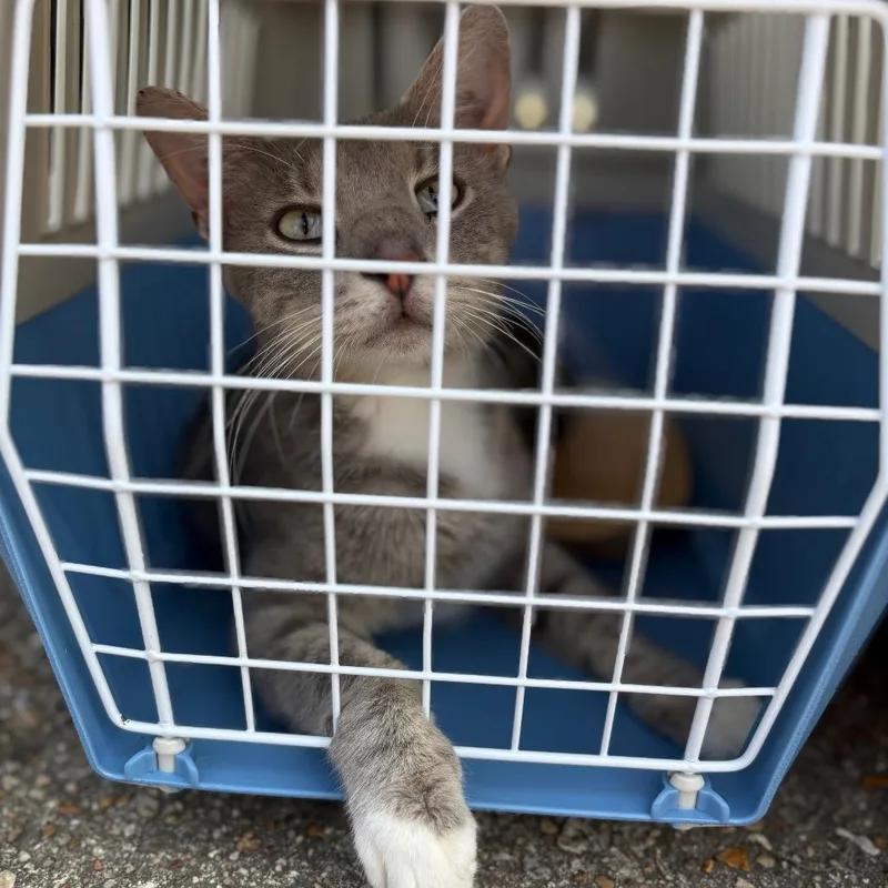 An adult small-sized female Gray / Blue / Silver Domestic Short Hair cat named Selene for adoption in Kansas City, MO