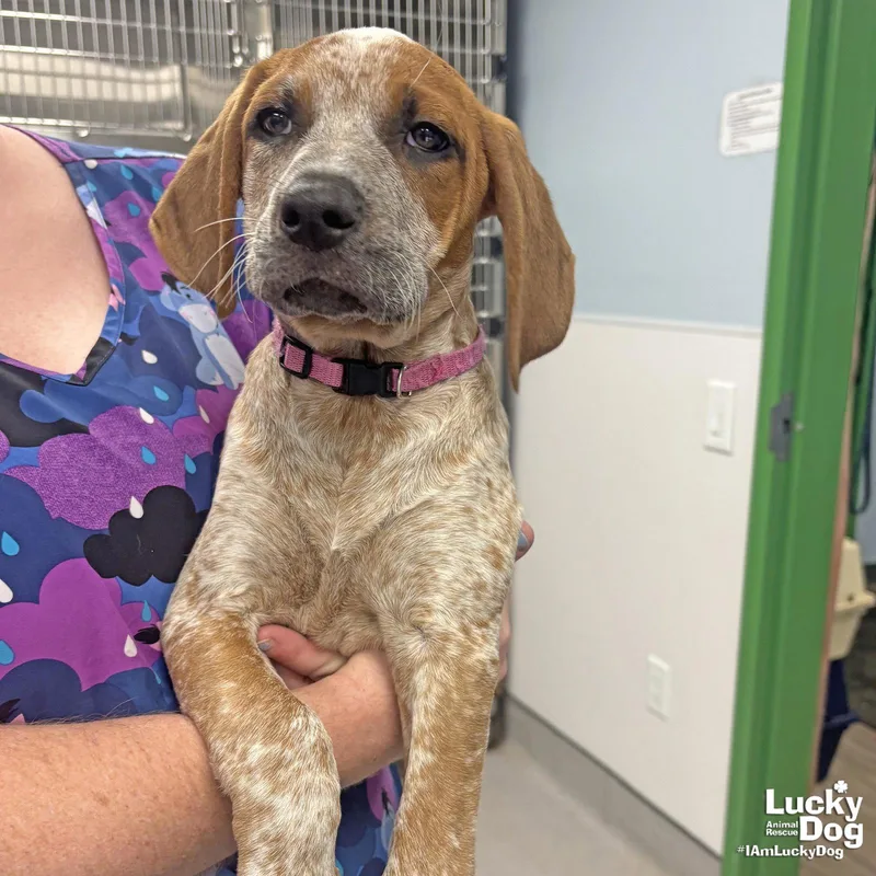 A baby large-sized female Australian Cattle Dog / Blue Heeler dog named Miss Sophia for adoption in Washington, DC