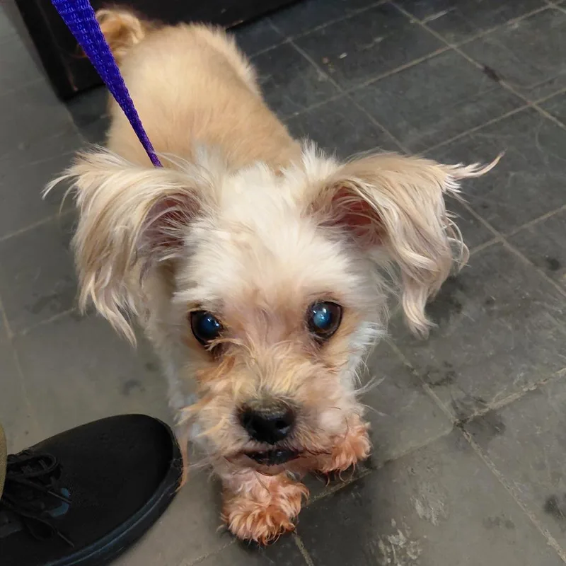 A senior small-sized male Yellow / Tan / Blond / Fawn Poodle dog named Teddy for adoption in Philadelphia, PA