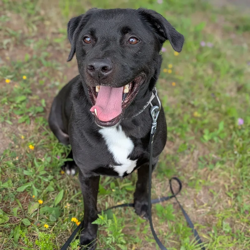 An adult large-sized male Black Mixed Breed dog named Myrtle for adoption in Syracuse, NY