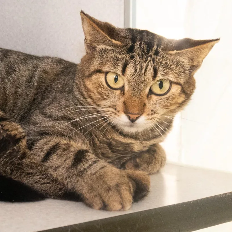 Princess Nani thumbnail 2