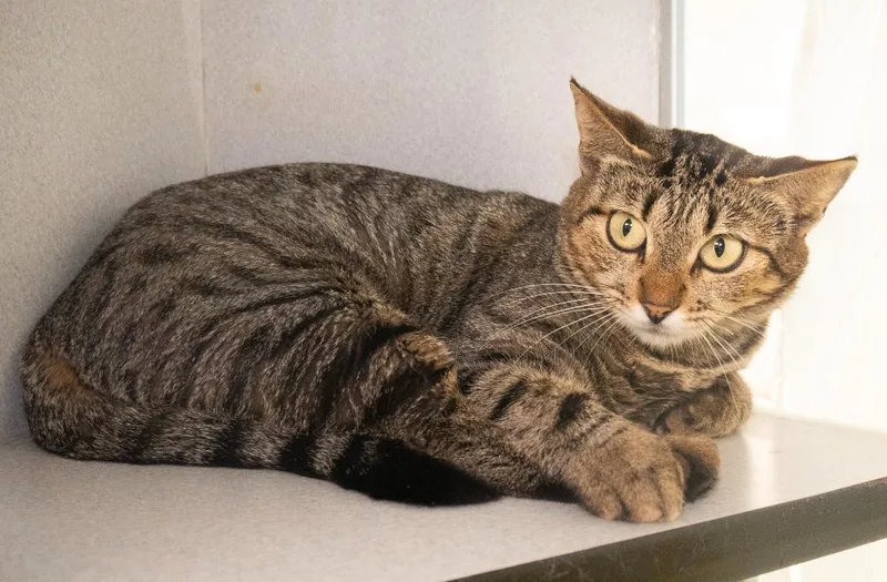 Princess Nani thumbnail 4