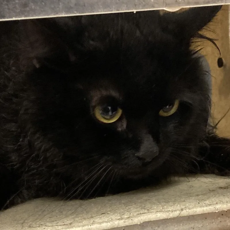 An adult large-sized male Black Domestic Medium Hair cat named Wally Kat for adoption in Philadelphia, PA