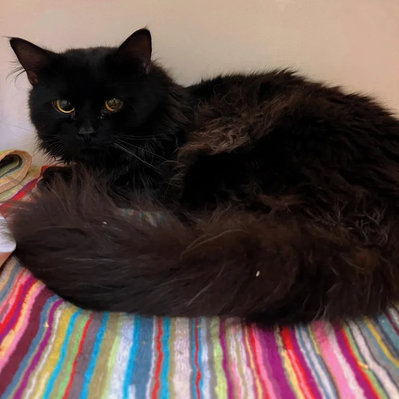 Wally Kat thumbnail 2