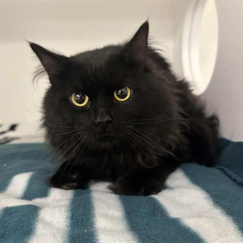 Wally Kat thumbnail 3