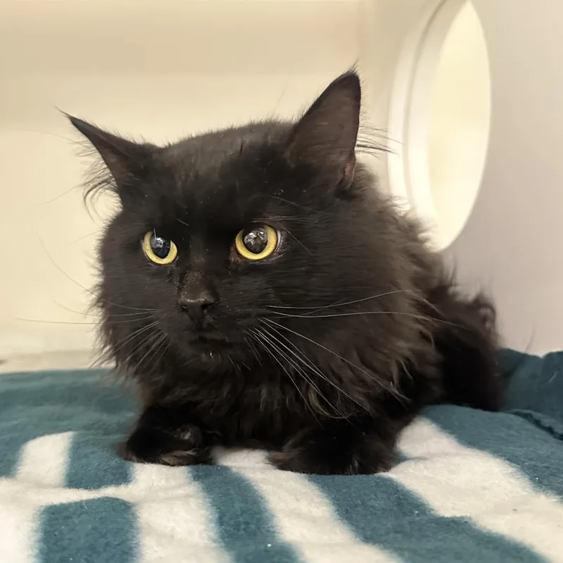 Wally Kat thumbnail 4